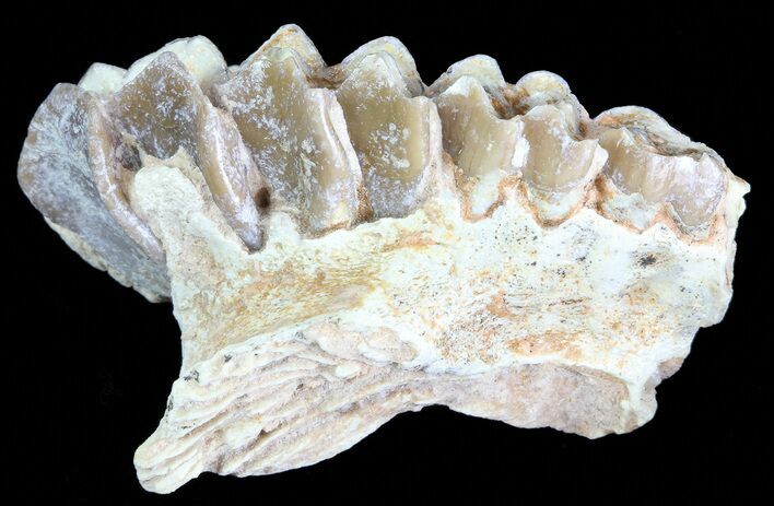 Oreodont (Leptauchenia) Jaw Section - South Dakota #70121